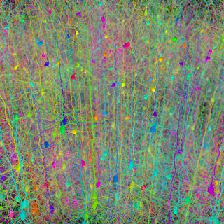 A forest network of neurons in the human brain