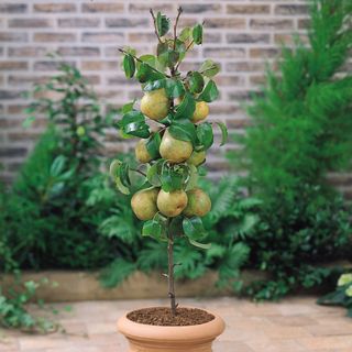 Dwarf Pear 'Lilliput' pear tree growing in pot on patio