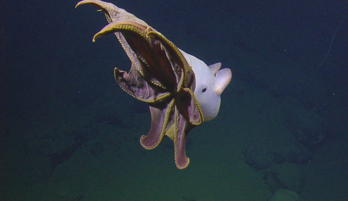 Photos: Ghostly dumbo octopus dances in the deep sea | Live Science