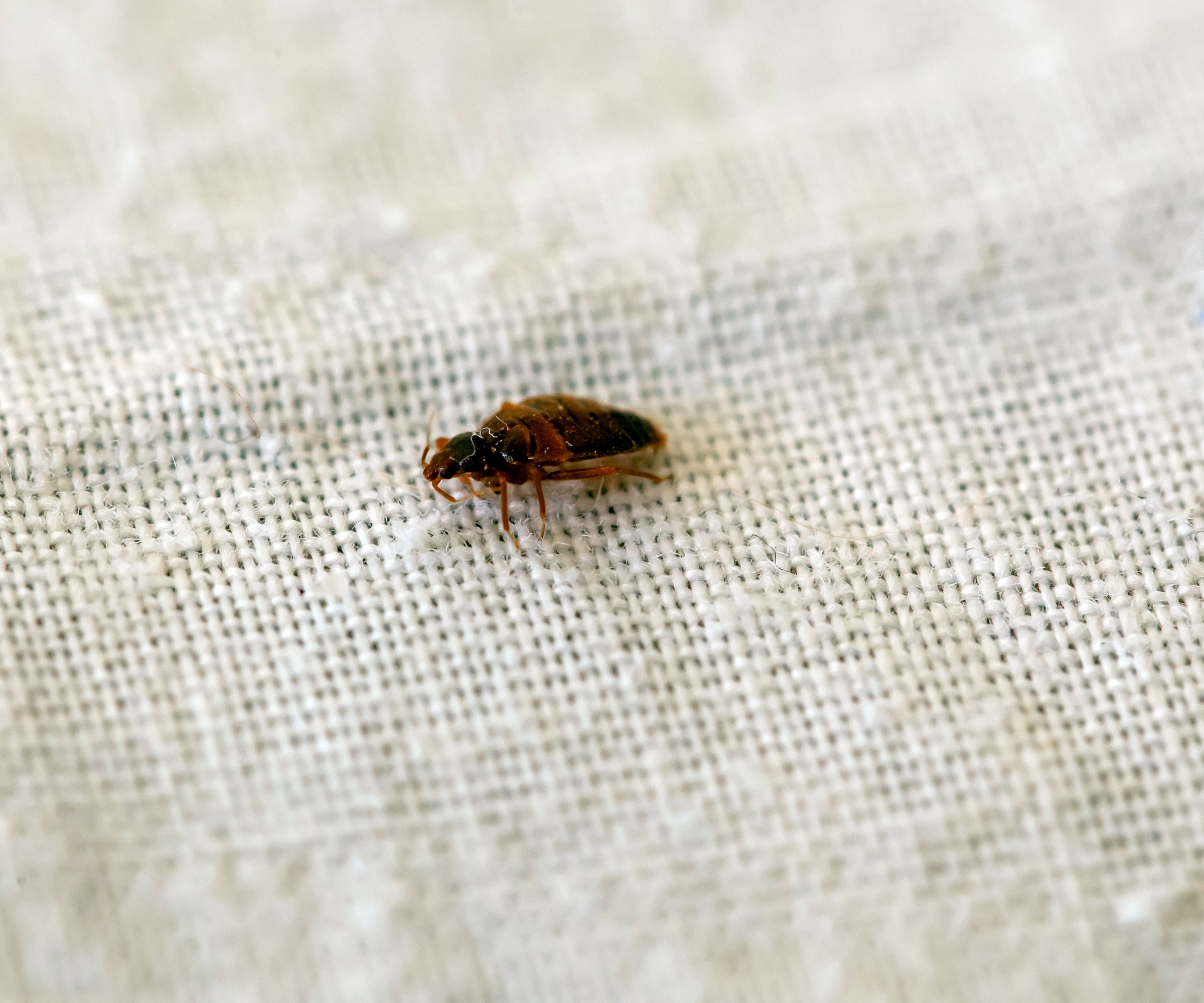 Bedbug on a sheet