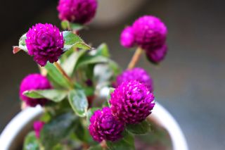 Close-up of purple Gomphrena globosa