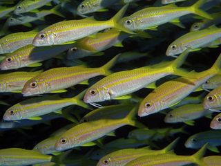 Yellowfin Goatfish swimming in a school.