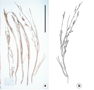 Five of the whole Cannabis plants discovered in tomb M231 (a) and one of the plants showing the reverse side (b). The scale bar equals 15.7 inches (40 centimeters).