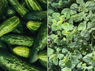 Cucumbers (L) & Oregano (R)