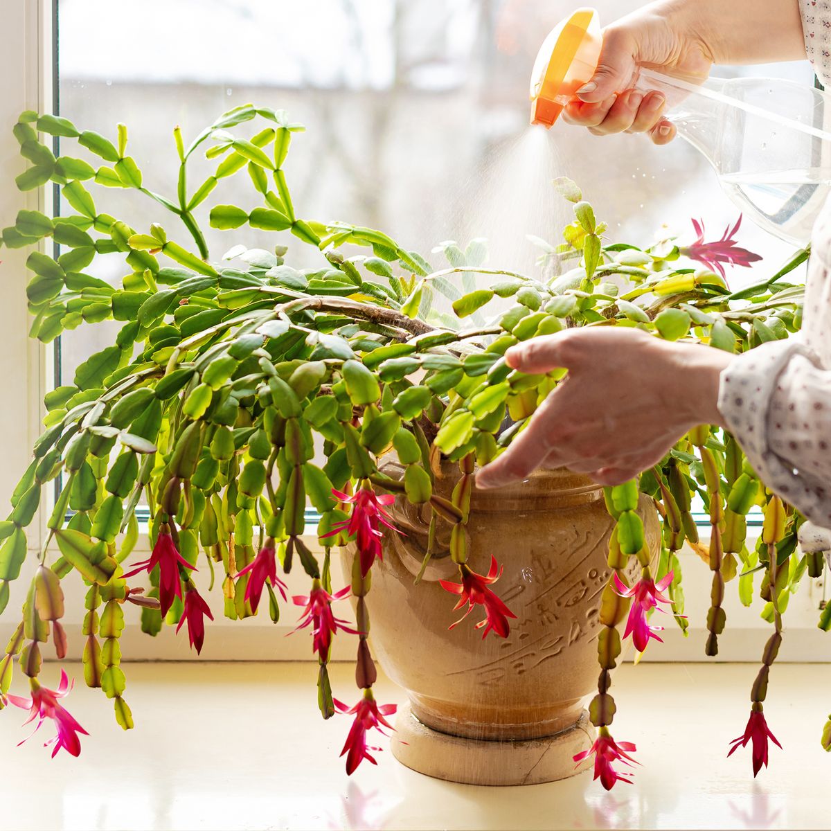 クリスマスサボテンの水やりガイド: 開花を良くするために植物に水をやる頻度