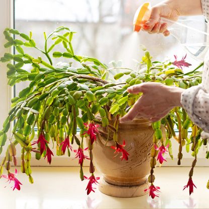 Misting Christmas cactus plant to provide water and raise humidity