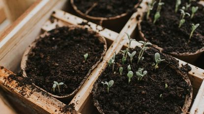 Vegetable seedlings growing in pots indoors
