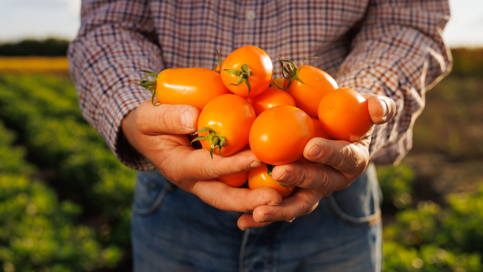 Farmer holding orange plum tomatoes in field
