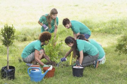 Volunteer Gardeners Planting Trees In Community Garden