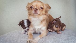 Tan Chihuahua with two different colored pups