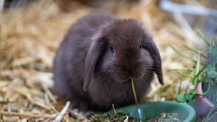 Rabbit sitting on straw (not the best litter for rabbits) eating from bowl