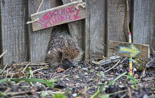 hedgehog crawling through a hole in the bottom of a fence