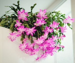 Christmas cactus plant with pink flowers