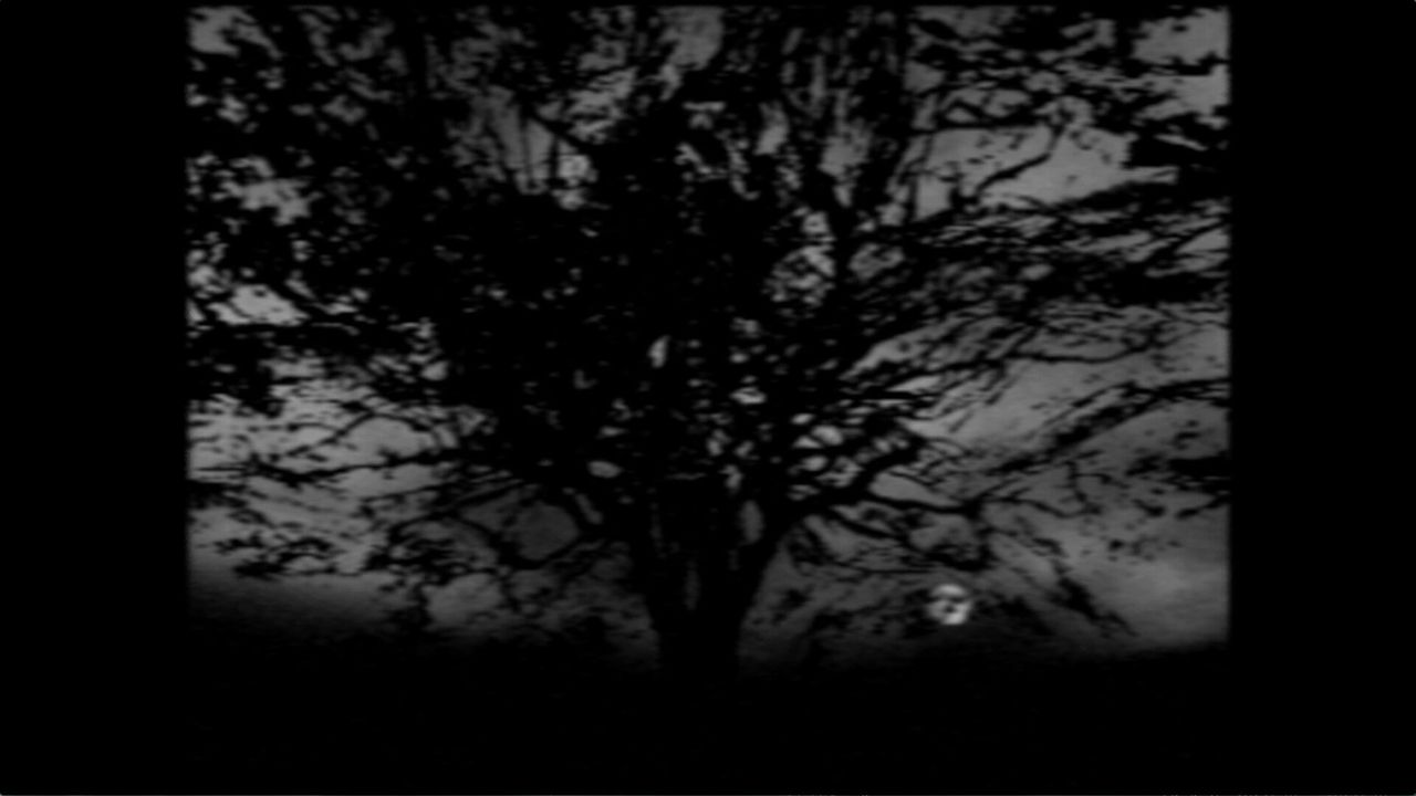 A giant tree photographed at night with the moon behind, on the bottom right