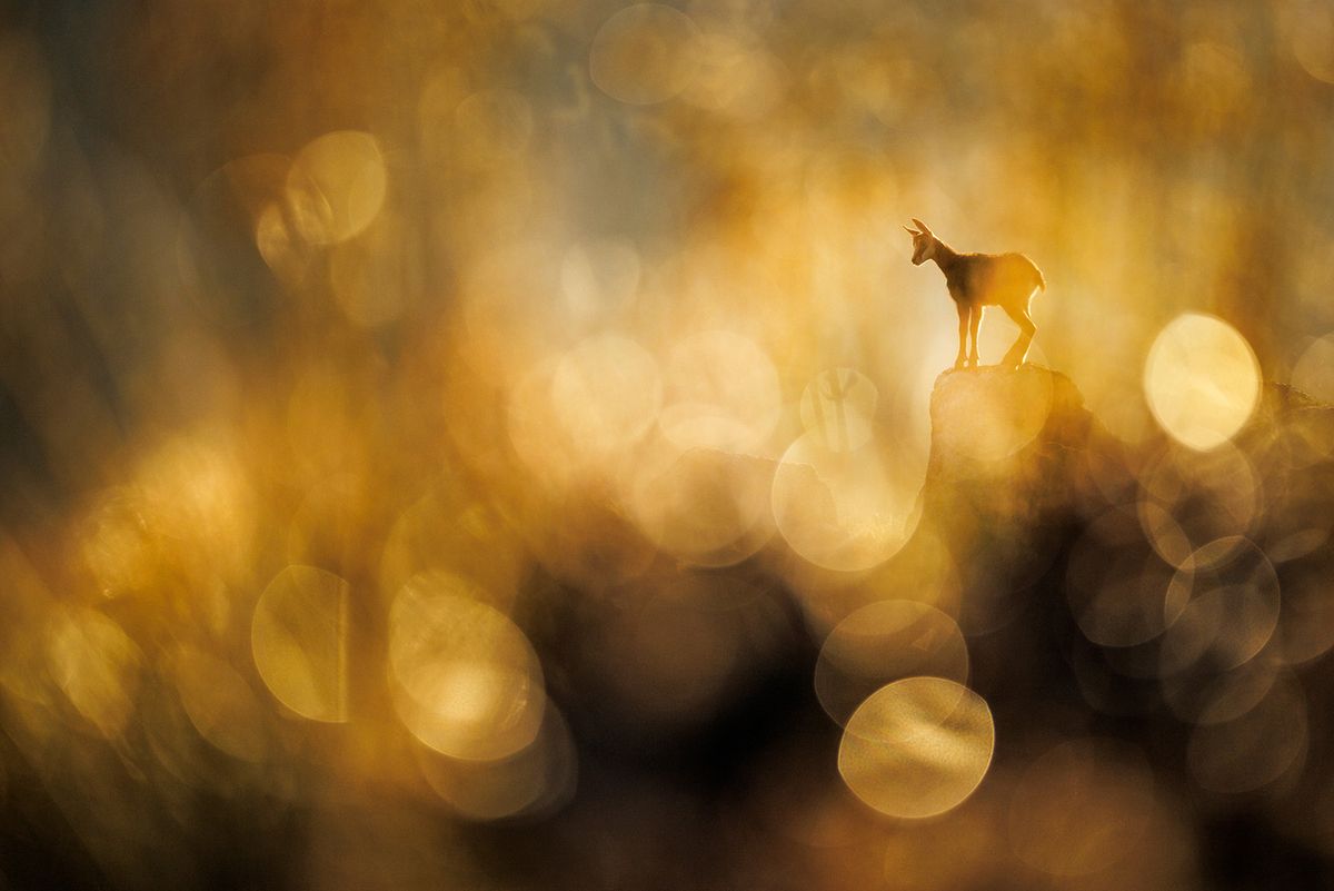 A winning image from the GDT Nature Photographer of the Year