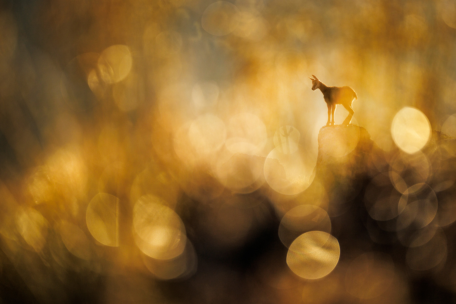 A winning image from the GDT Nature Photographer of the Year