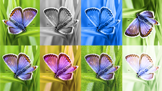 Google's SynthID distinguishing between AI-generated images of a butterfly.