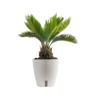 Costa Farms Live 15-inch Tall, Tropical Elegance Cycas Revoluta Sago Palm