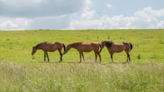 TWW901 Three horses grazing on grasslands in the Cotswolds, Gloucestershire, United Kingdom