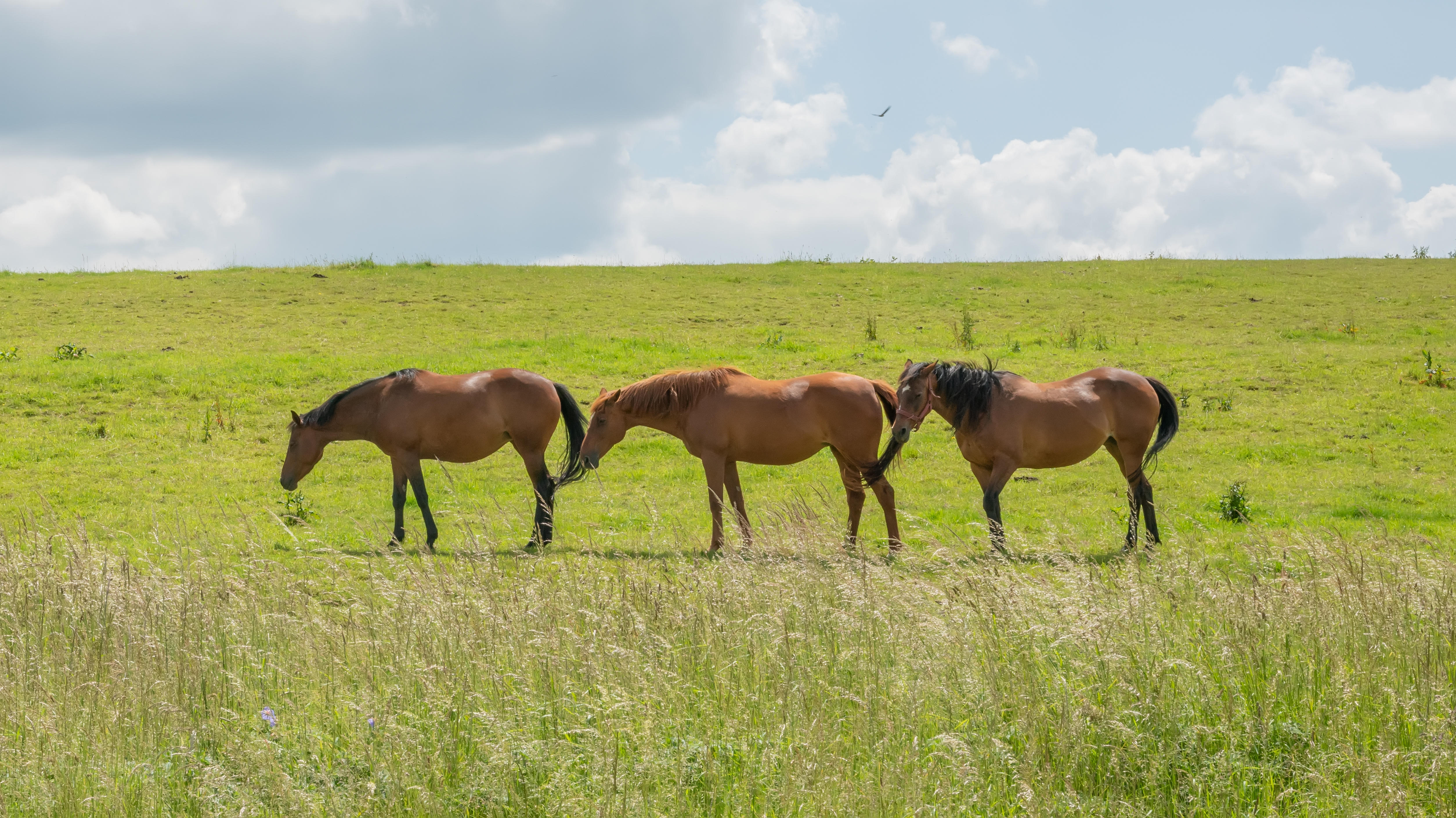 TWW901 Three horses grazing on grasslands in the Cotswolds, Gloucestershire, United Kingdom