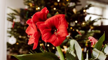 Amaryllis in flower at Christmas