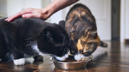 A woman pets one of two adult cats who are sharing a food bowl, only her hand showing.