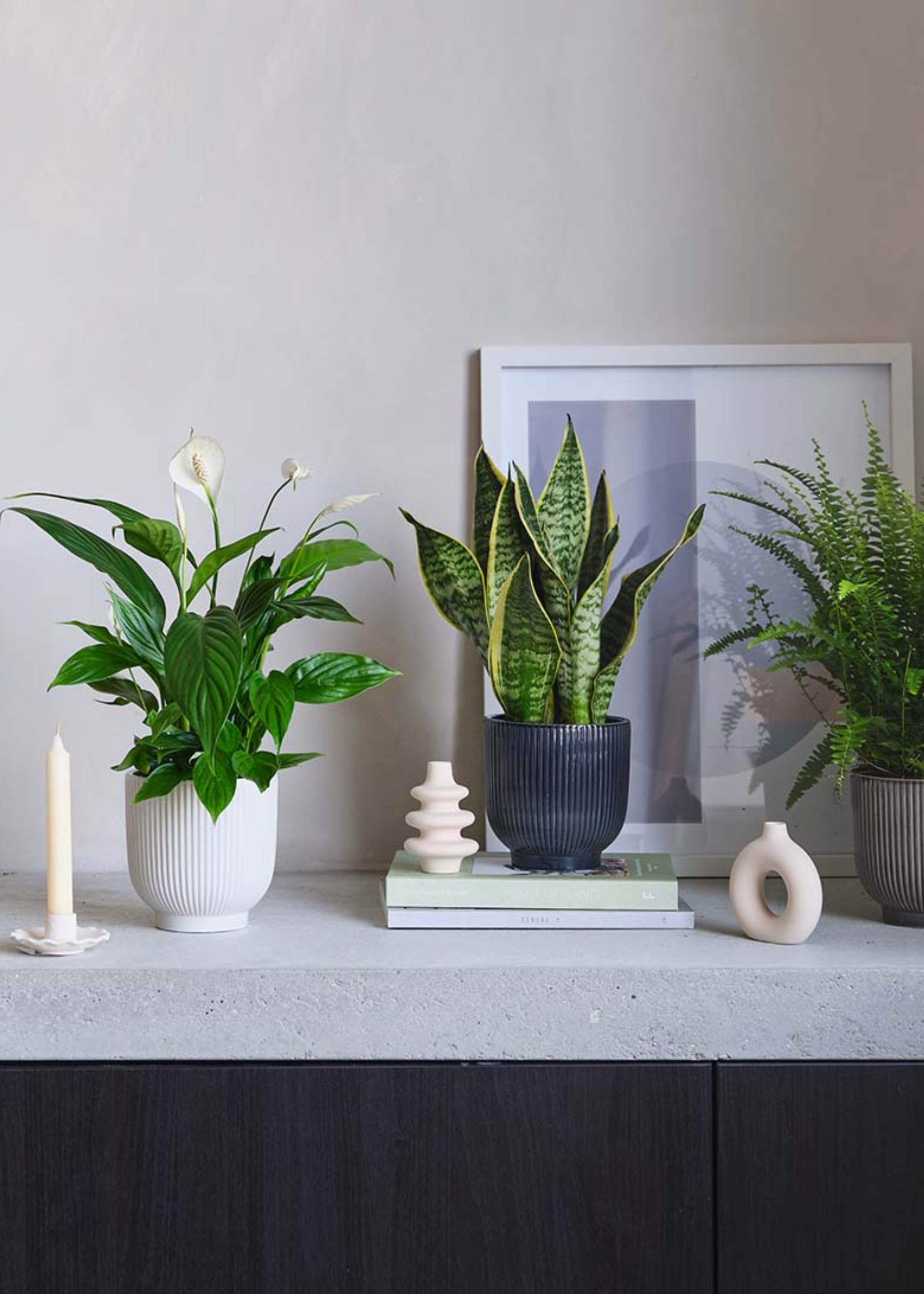A potted peace lily in a white ribbed pot by a potted snake plant and a potted Boston fern by a candle and some books
