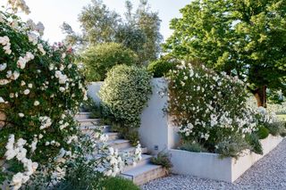 cottage garden path ideas: white roses up steps