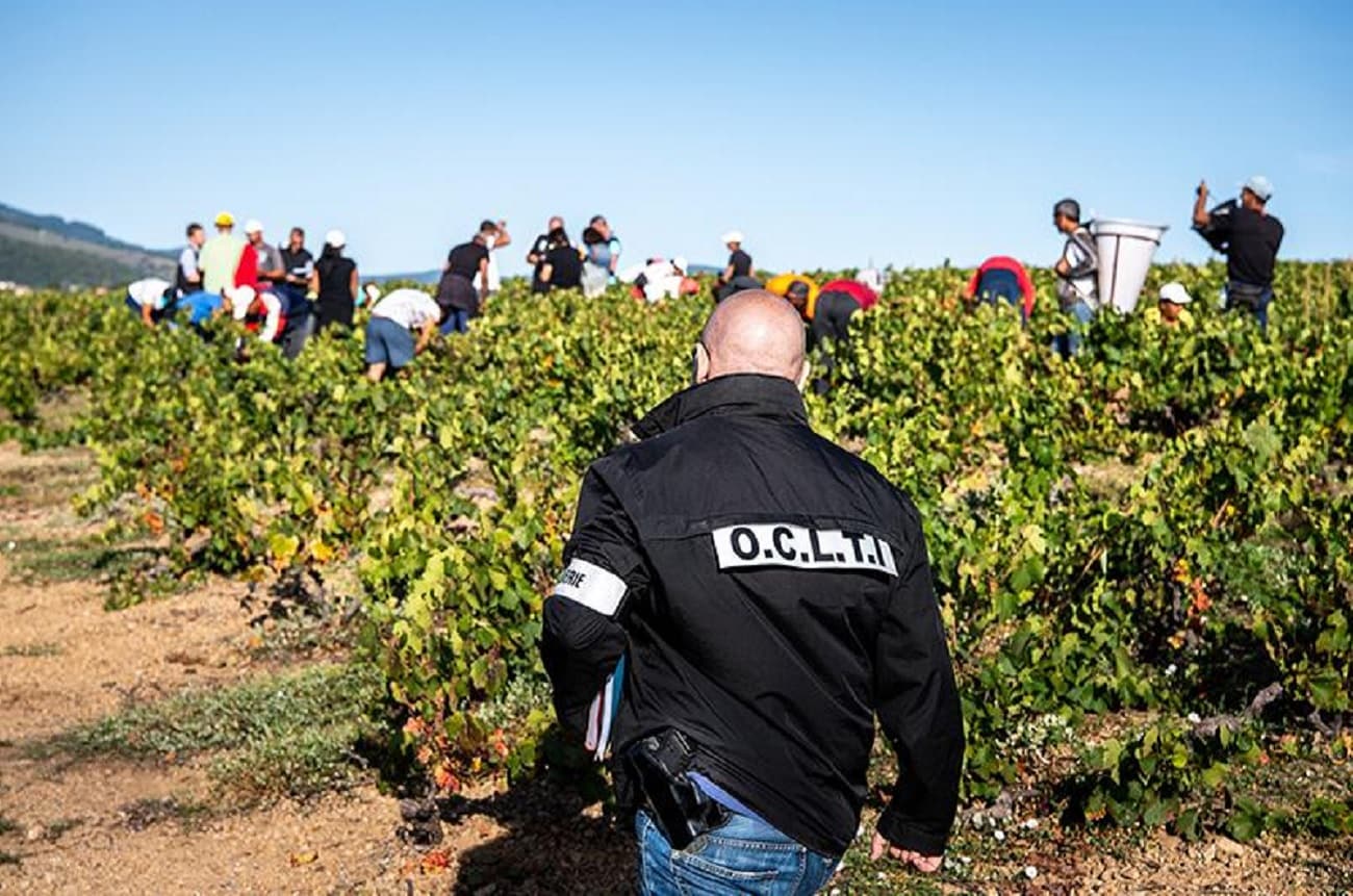 vineyard worker trafficking