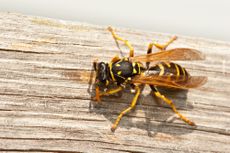 Yellow Jacket