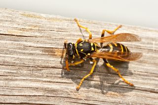 Wasp Bite Gives Man A Heart Attack Live Science