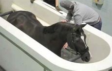 Valegro-water-treadmill.jpeg