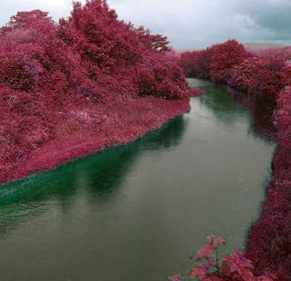 If plants are found on other planets, they could look very different compared to those found on Earth. Some astrobiologists think plants on other planets will have a different dominant color than green.