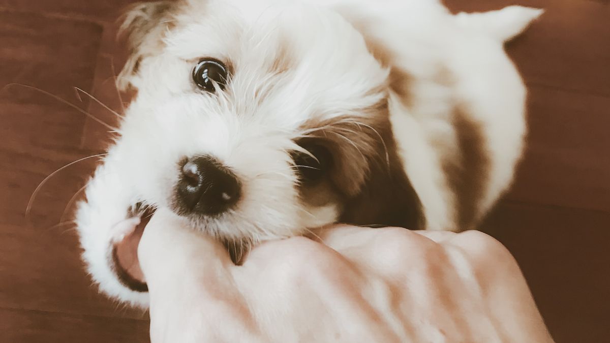 How To Stop A Puppy Biting, Mouthing Or Nipping | PetsRadar