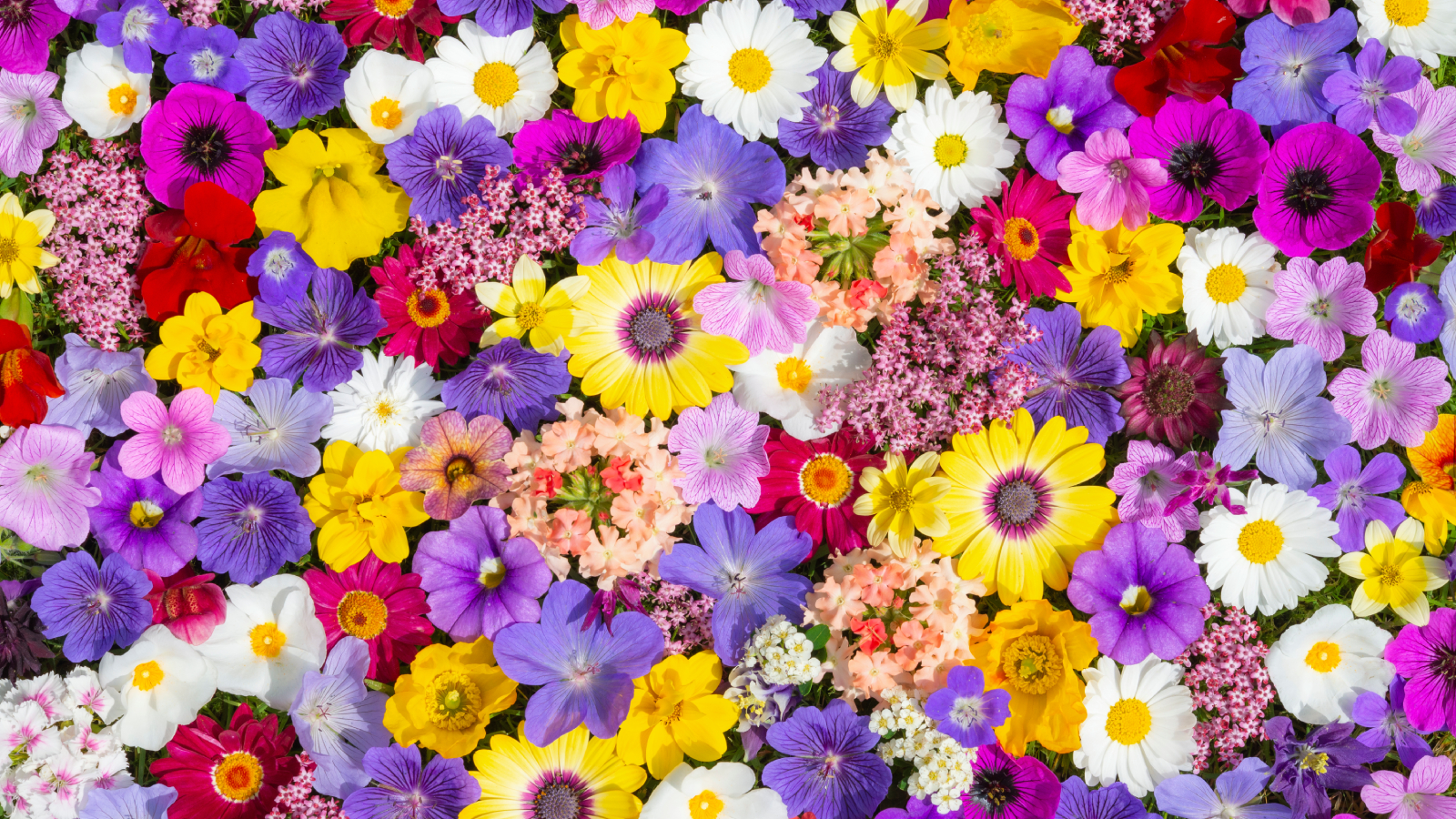 Different types of flowers all laid out