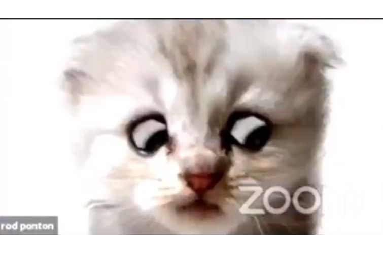 I&#039;m a cat viral filter Zoom