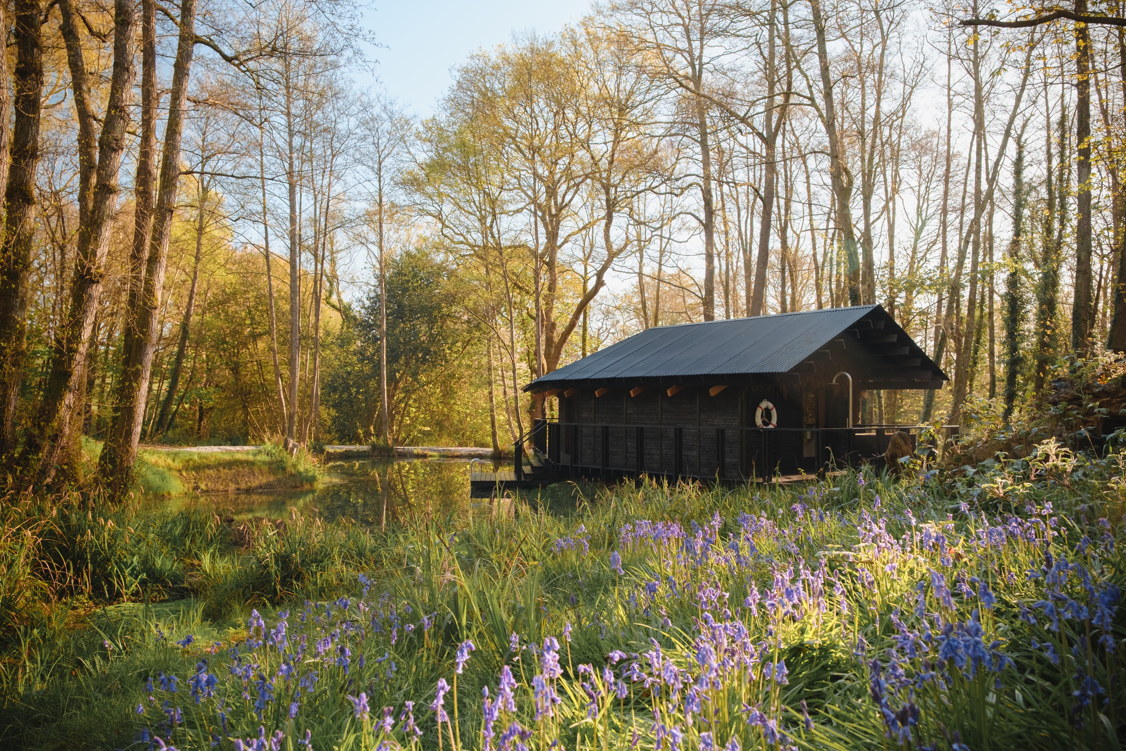 Rustic cabin in a bluebell woodland
