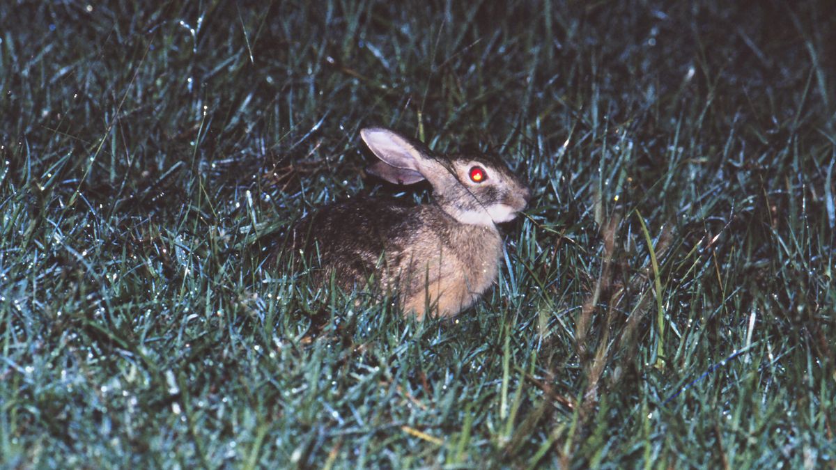 Critically endangered hare spotted in surprising location for the first time in 40 years — but it was already dead