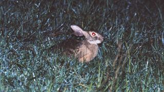A close up of a brown hare sitting in dark green grass. The hare's eyes glow red in the flash from the camera