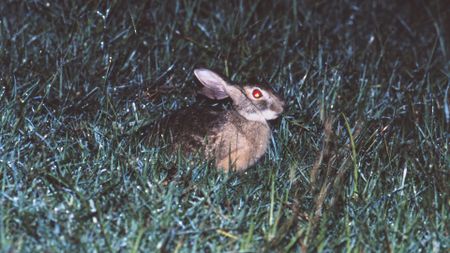 A close up of a brown hare sitting in dark green grass. The hare's eyes glow red in the flash from the camera