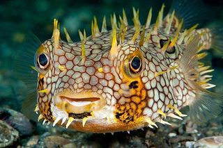 web-burrfish-110421-02