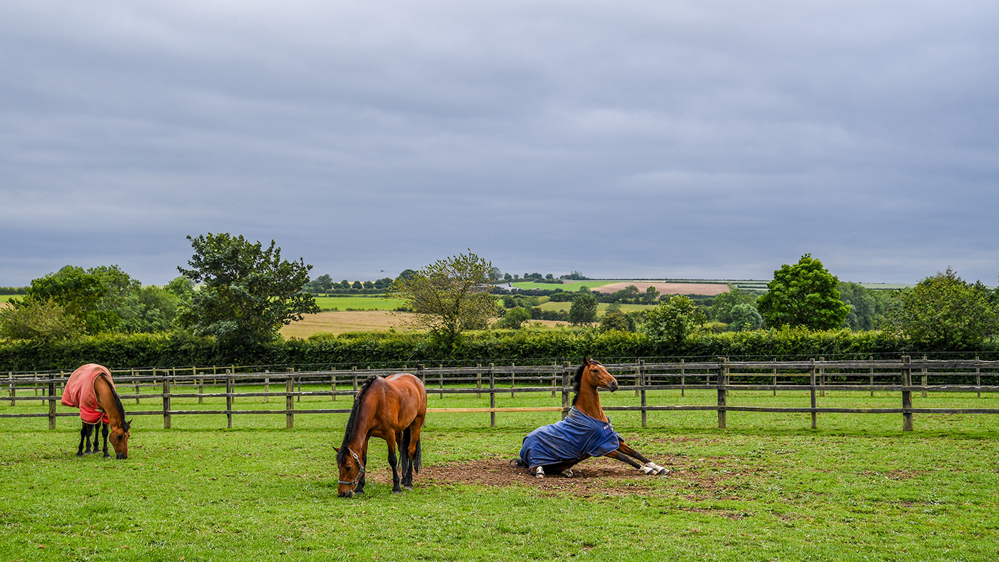 Ros Canter's horses enjoying downtime in the field