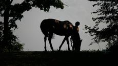 B3CRYM Silhouette of a horse and person. The horse is grazing