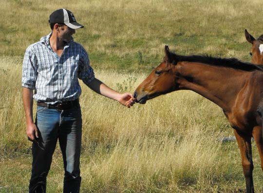 Jason Webb with his father's homebred horses in Australia