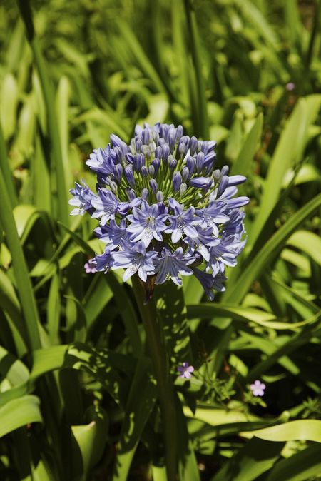 agapanthus cold