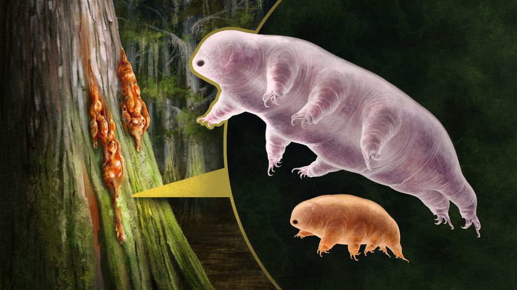 1st tardigrade fossils ever discovered hint at how they survived Earth ...