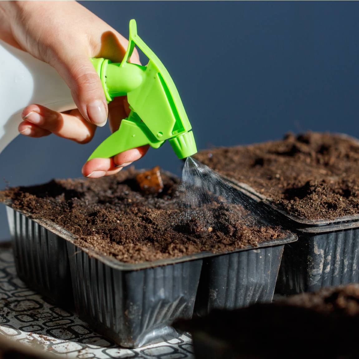 A hand uses a spray bottle on two seedling trays