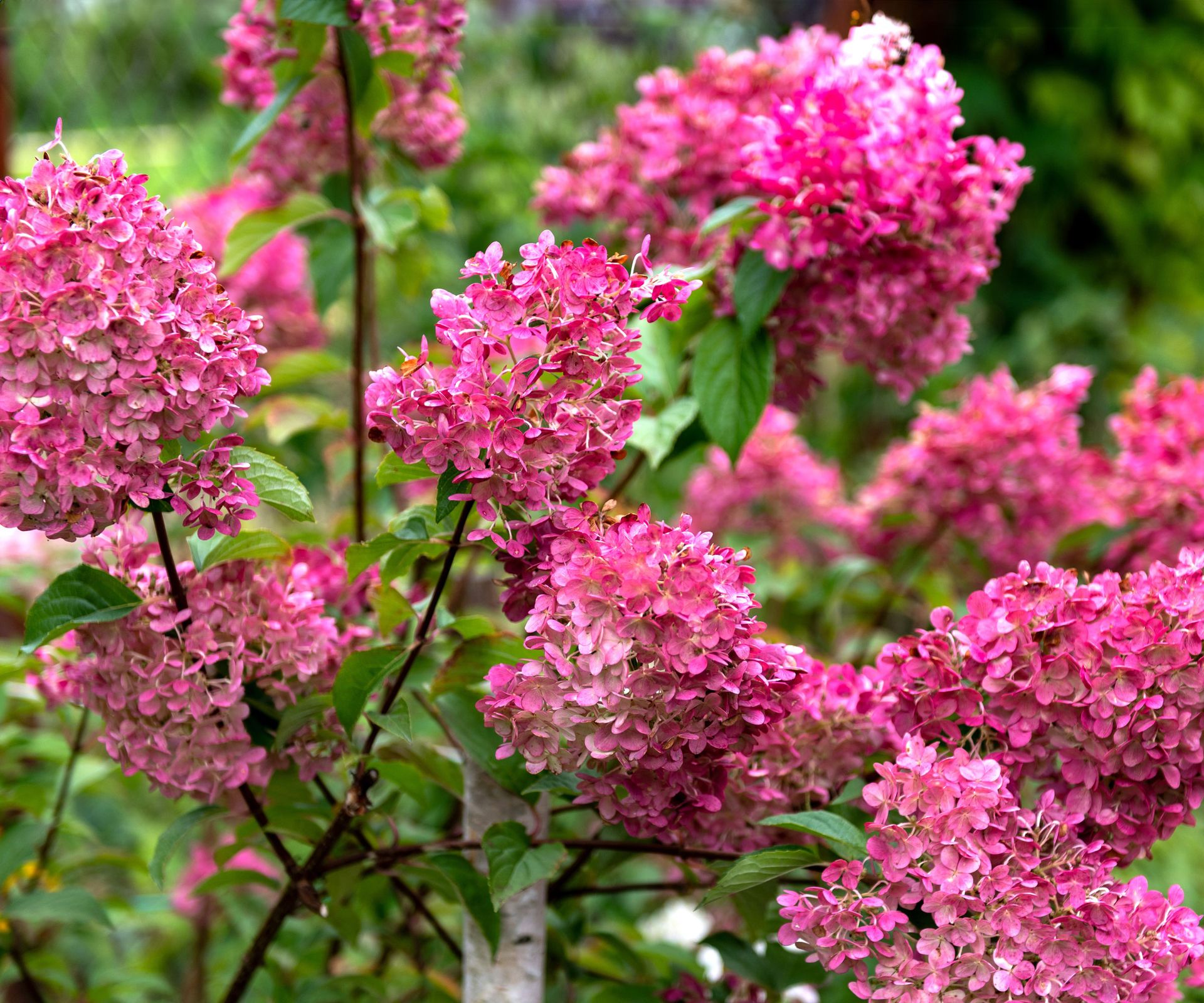 panicle hydrangea with deep pink flower heads