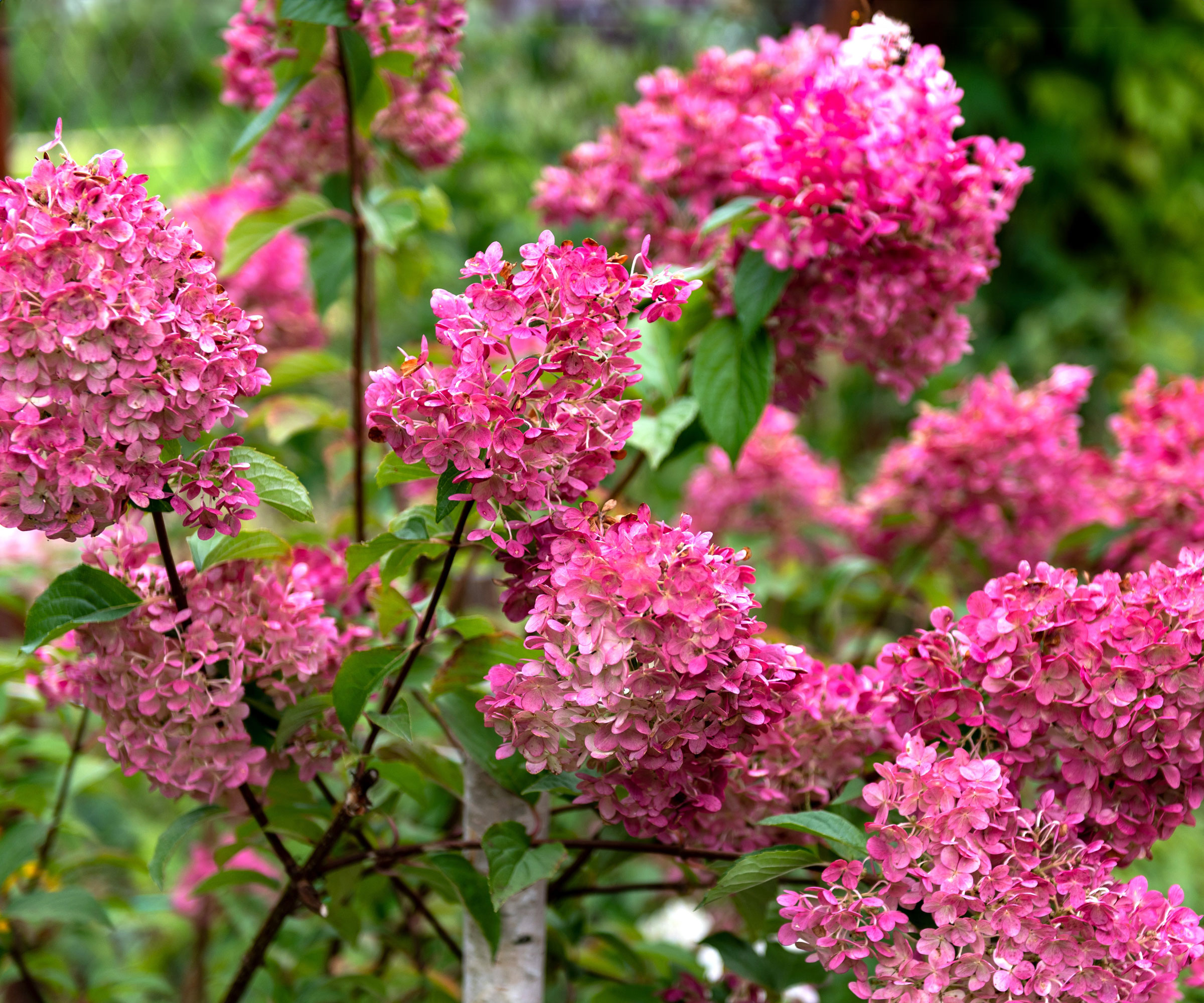 panicle hydrangea with deep pink flower heads