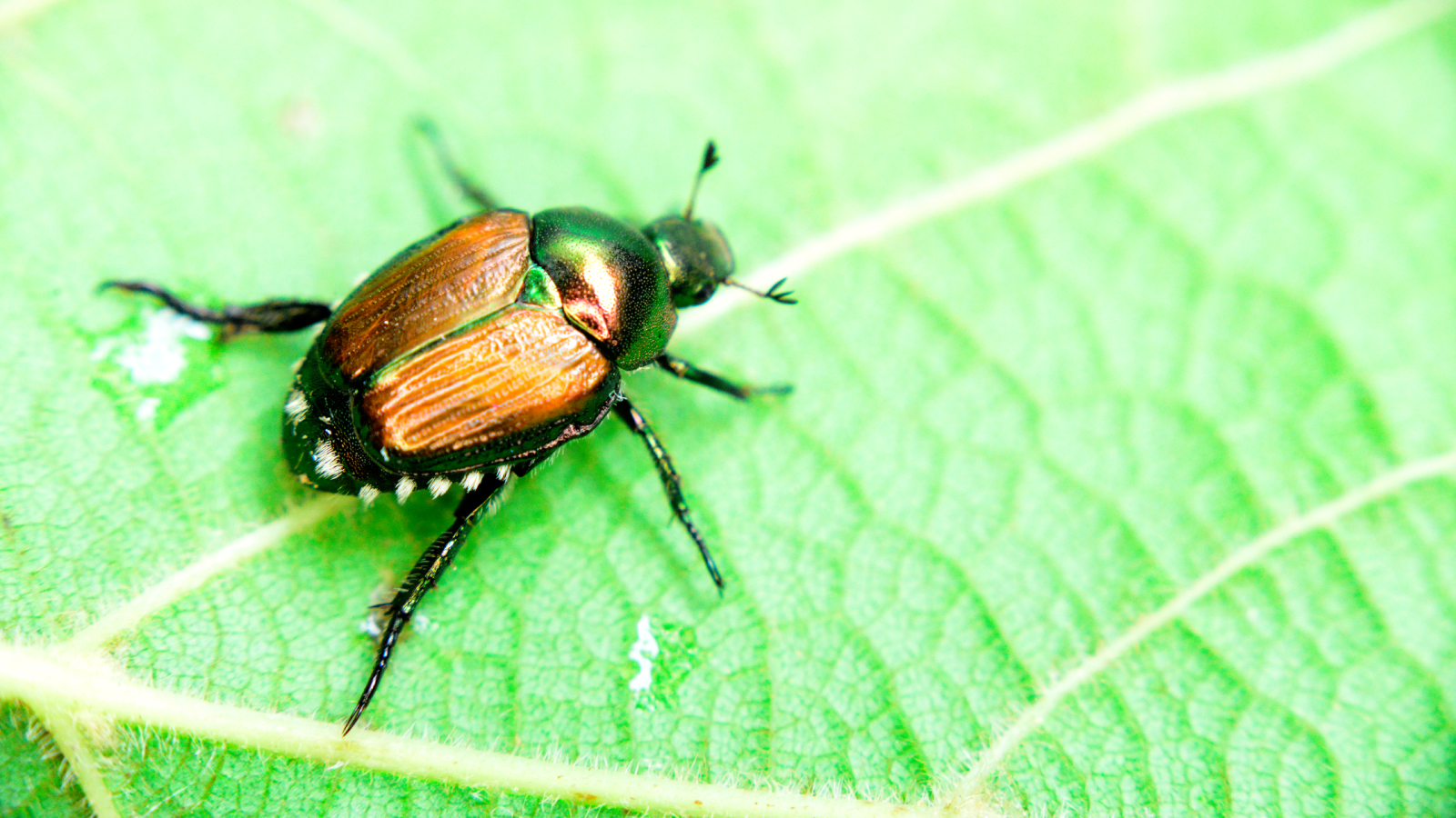 Japanese beetle on leaf